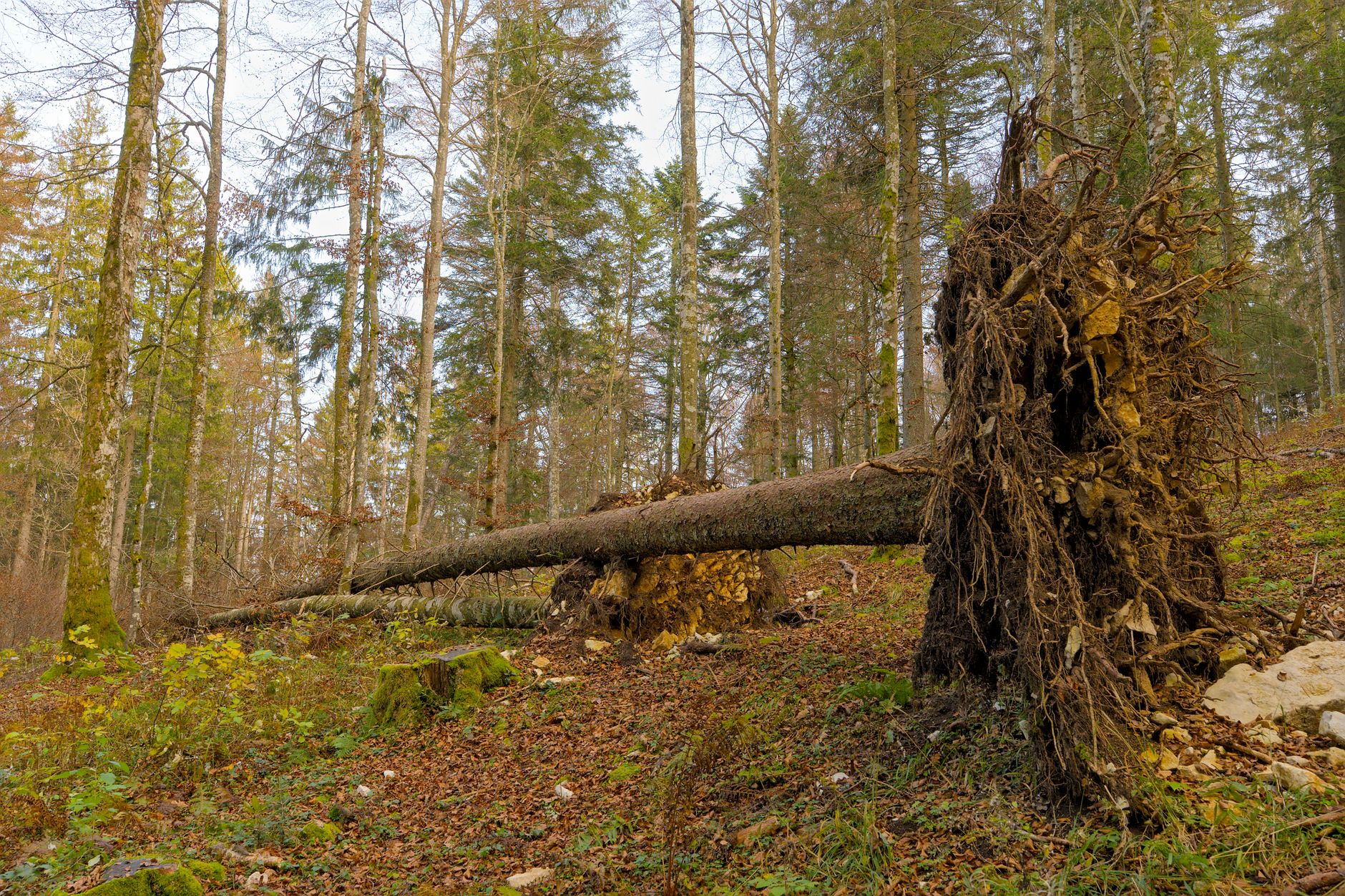 Enlèvement arbre urgence à Châtellerault